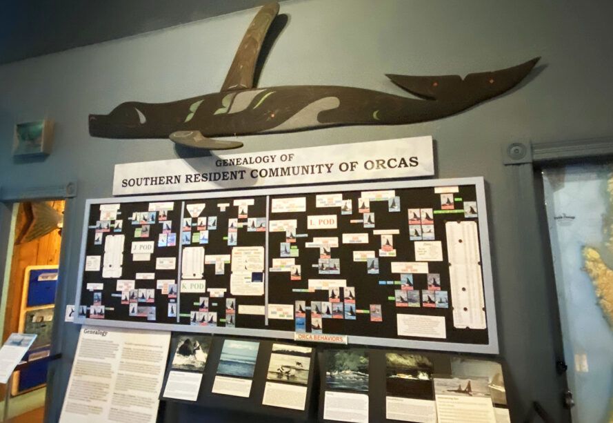 An informational display on the genealogy of southern resident community of orcas.
