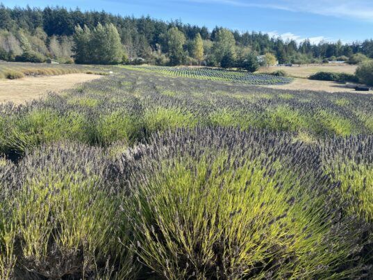 Scenery of lavender fields