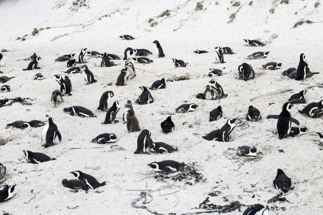 African penguins on the beach at Boulders Penguin Colony, southwest South Africa, April 25,