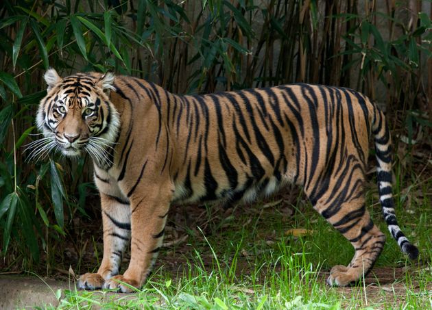 Damai, a female tiger at the National