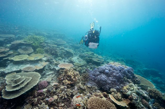 In this undated photo provided by the Great Barrier Reef Marine Park Authority, a diver monitors the...