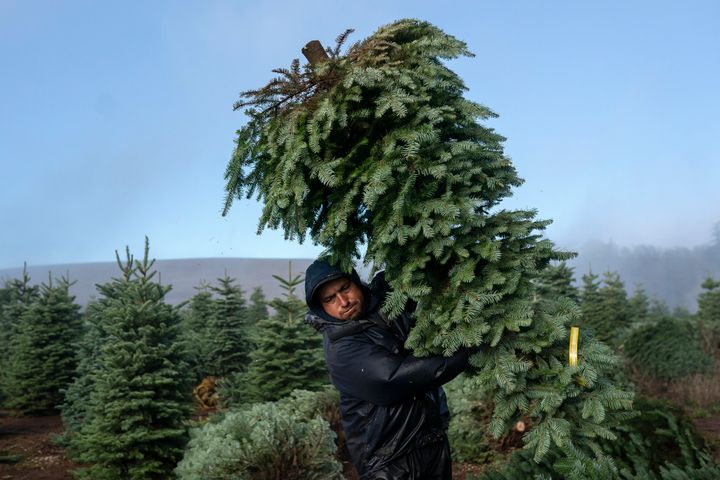 A worker at Noble Mountain Tree Farm in Salem, Oregon, in November 2020.