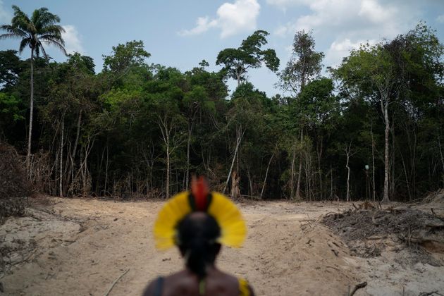 Krimej Indigenous Chief Kadjyre Kayapo looks out at a path created by loggers on the border between the...