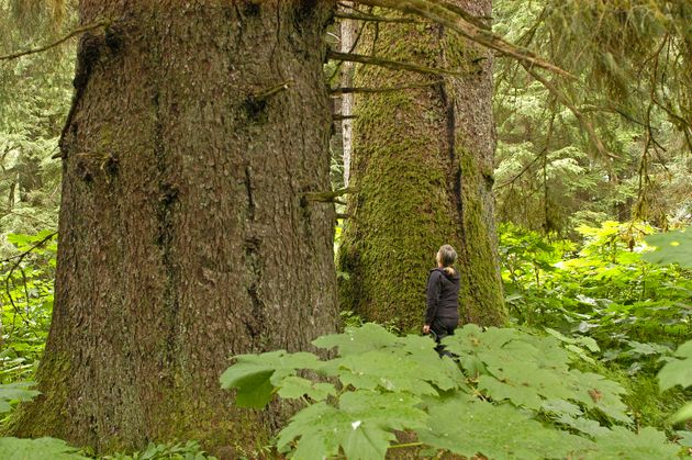 A woman stands beneath towering trees on Northeast Baranof Island in Alaska's Tongass National