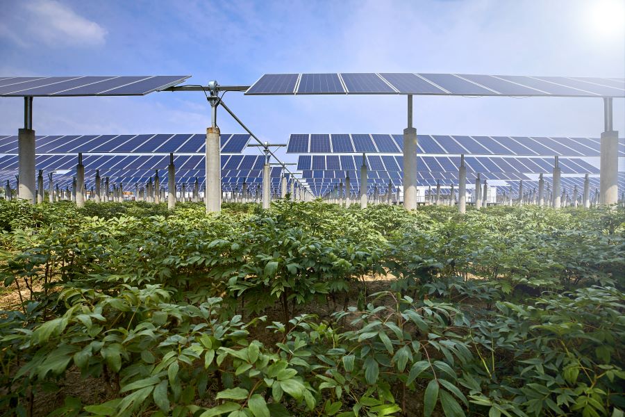 Crops growing under photovoltaic cells for solar energy